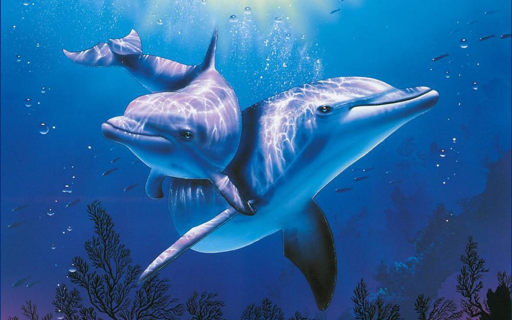 25 удивительных фактов о дельфинах!