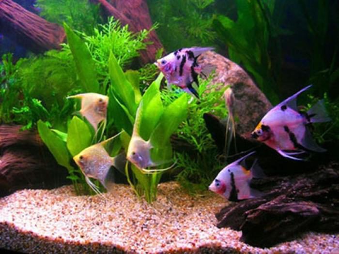 Какое домашнее животное завести аллергику