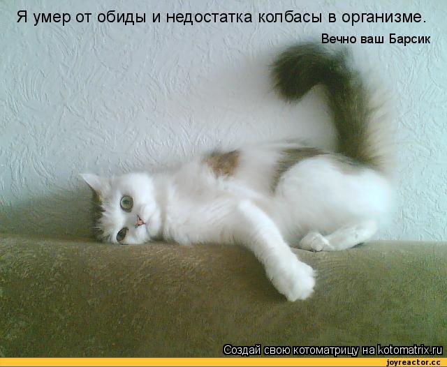 Я умер от обиды и недостатка колбасы в организме.<br /> Вечно ваш Барсик,котэ,прикольные картинки с кошками,котоматрица