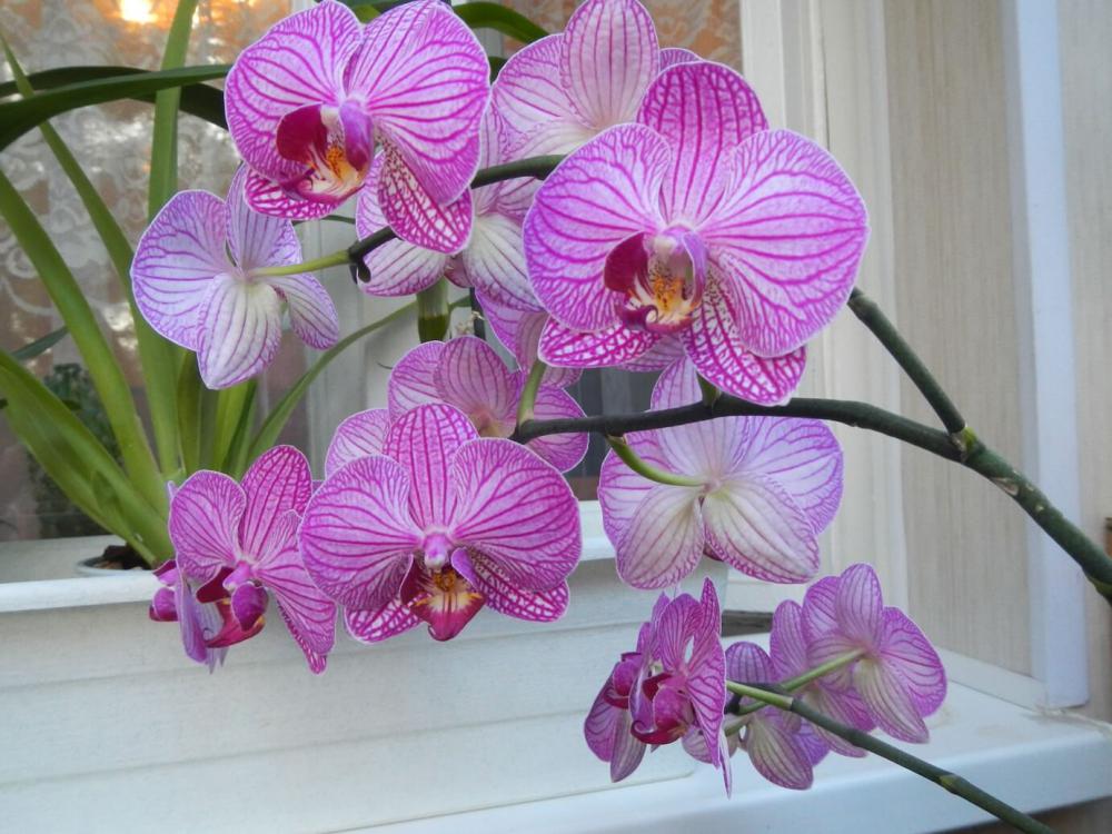 Как пересадить орхидею 