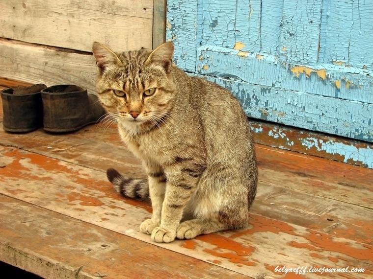 Картинки кот обормот