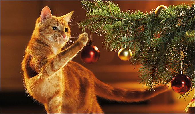 Как защитить новогоднюю елку от кота!