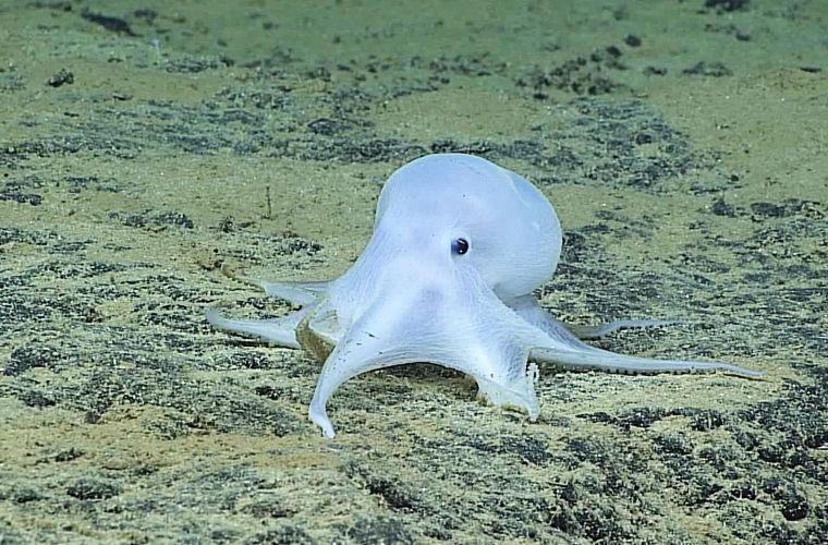 Животные, открытые в 2016 году