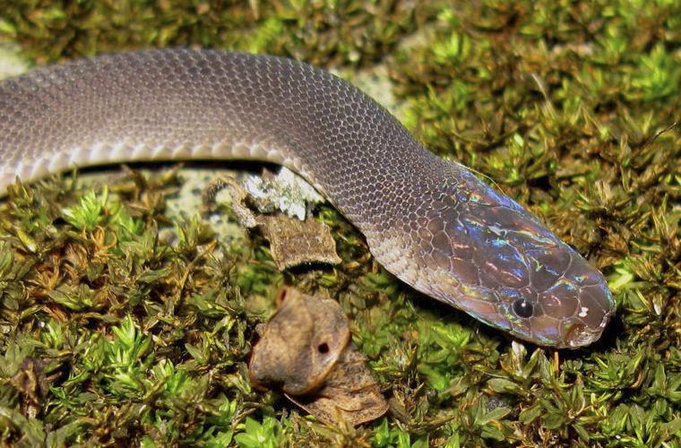 Животные, открытые в 2016 году