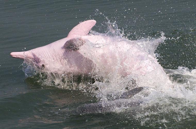 Животные, открытые в 2016 году