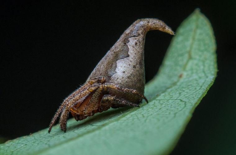 Животные, открытые в 2016 году