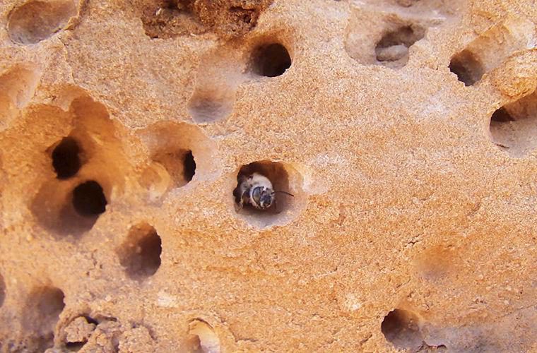 Животные, открытые в 2016 году