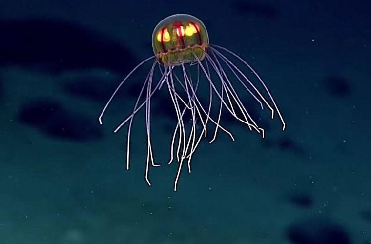 Животные, открытые в 2016 году