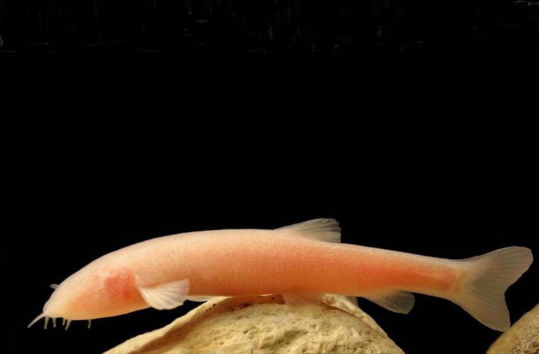 Животные, открытые в 2016 году