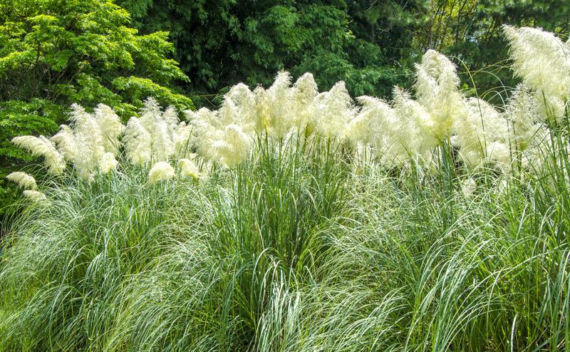 Пампасная трава - все секреты выращивания