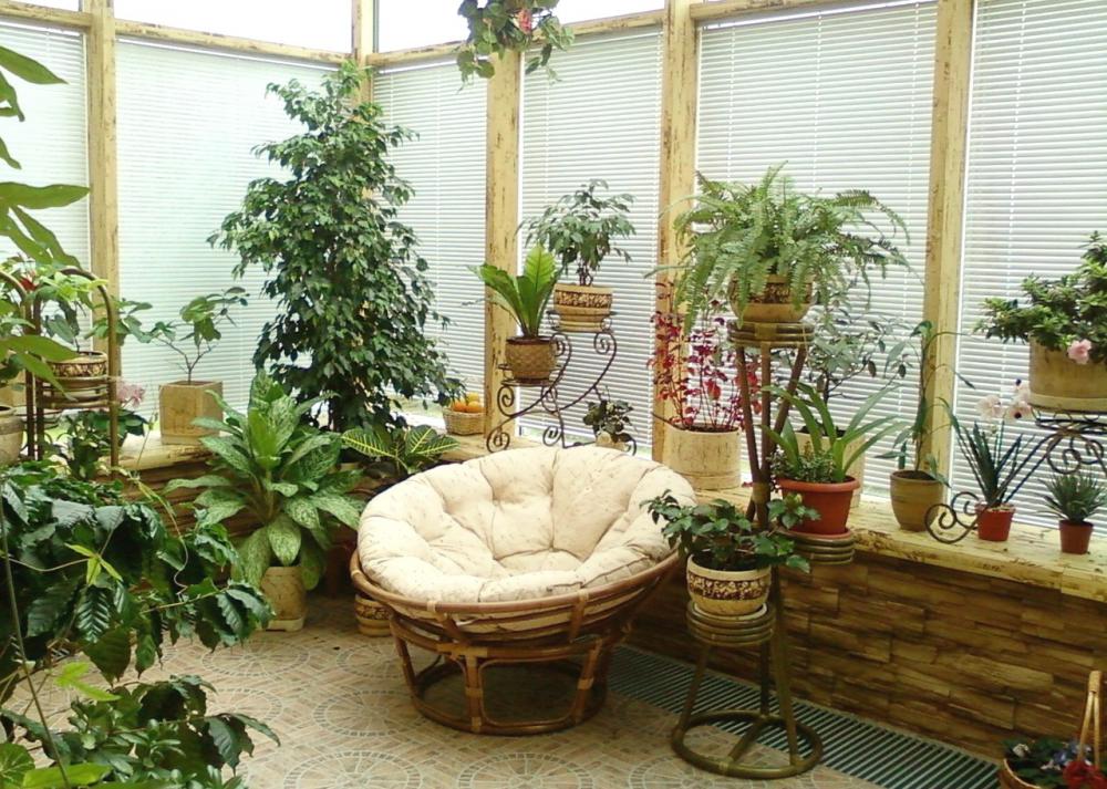 Какие комнатные растения очищают воздух в квартире
