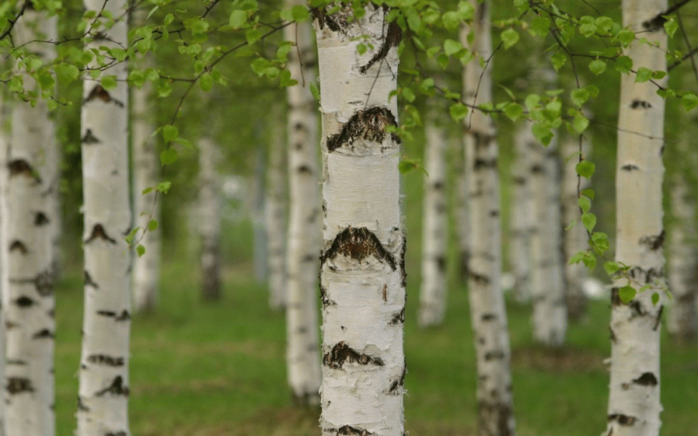 Фото с березой как назвать