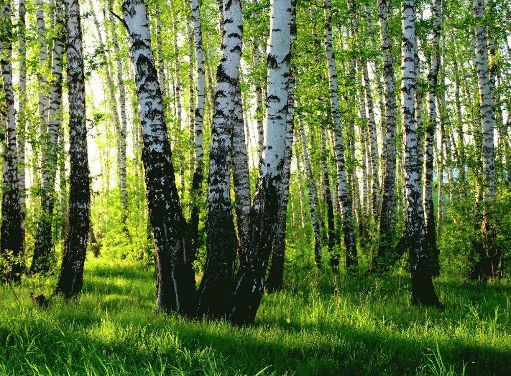 NewPix.ru - Белая береза, я тебя люблю NewPix.ru - Белая береза, я тебя люблю