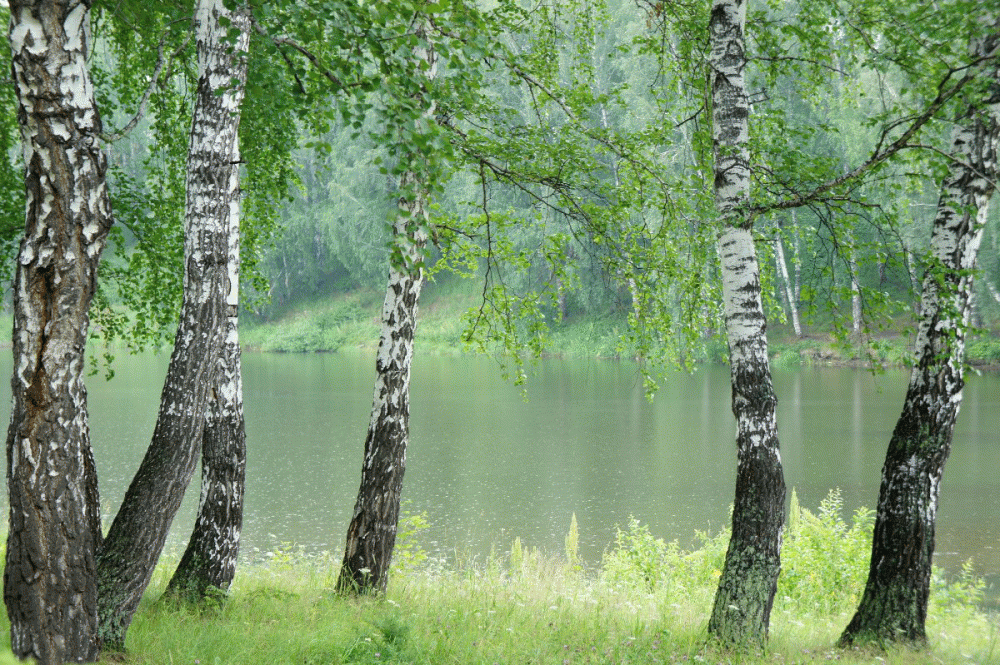 Береза над водой фото