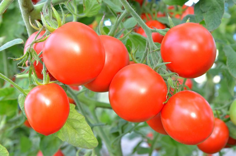 Хотите вырастить шикарные помидоры? Не выбрасывайте рыбьи головы