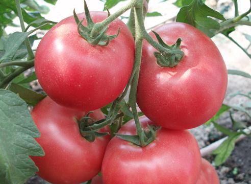 Лучшие сорта розовых томатов: посадка и уход