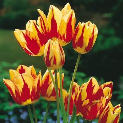Как вырастить многоцветковые тюльпаны