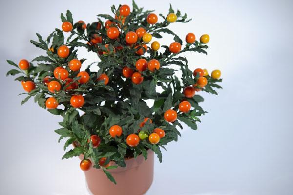 Домашний цветок с оранжевыми ягодами название и фото