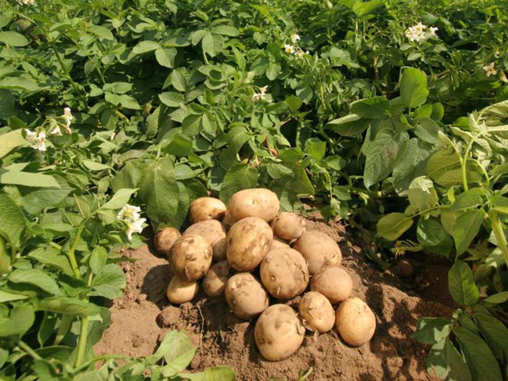 4 эксперимента с картофелем - от посадки до урожая