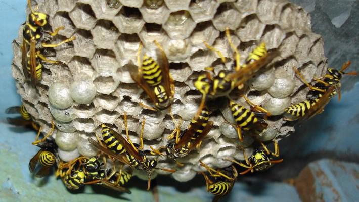 40 способов необычного использования WD-40