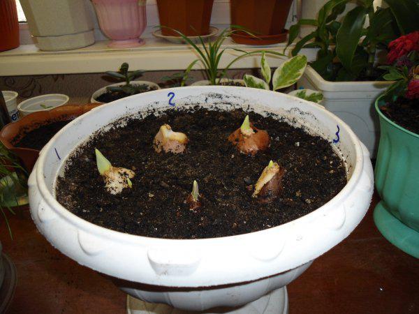 Выращивать лилии домашних условиях