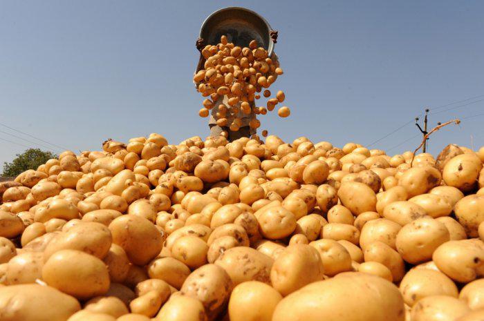 Советы по выращиванию картофеля от опытного огородника