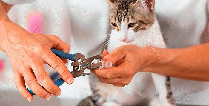 Как правильно подстричь когти кошке и нужно ли это делать