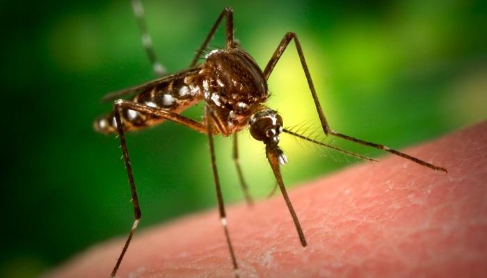 Аллергия на укусы насекомых лечение народными средствами thumbnail