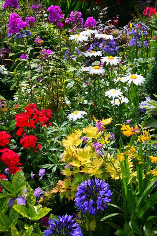 Красивые цветы многолетники для сада неприхотливые долгоцветущие фото и названия