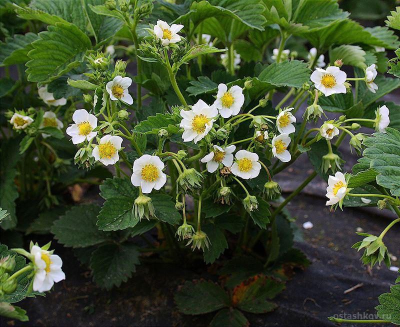 клубника на грядке