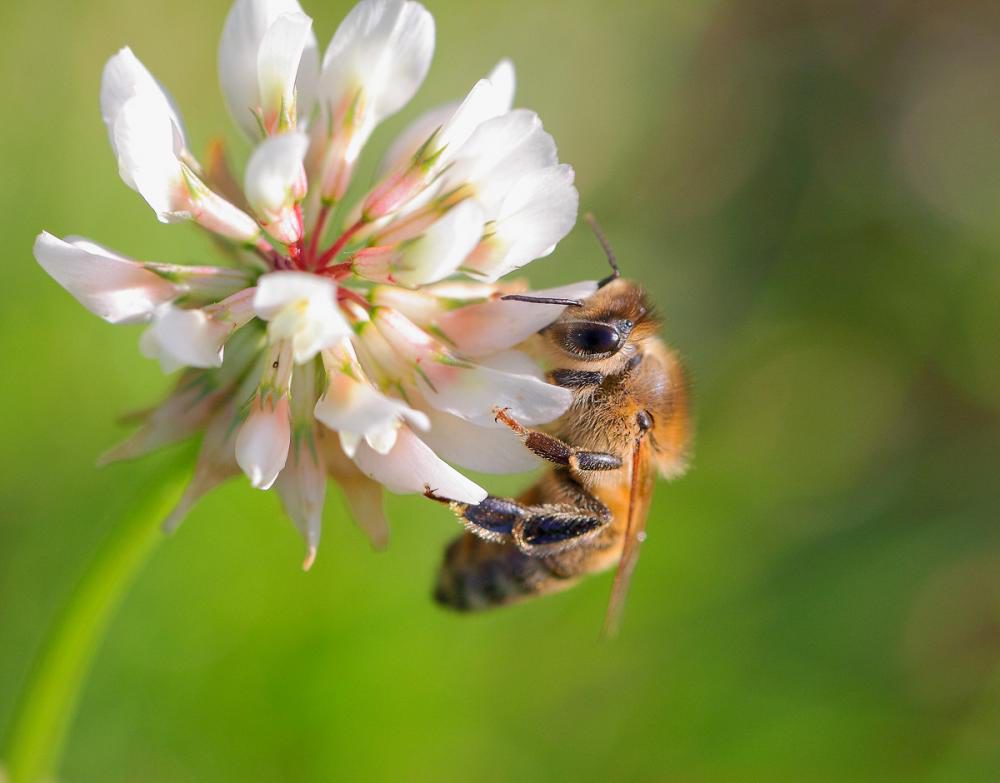 как привлеч полезных насекомых