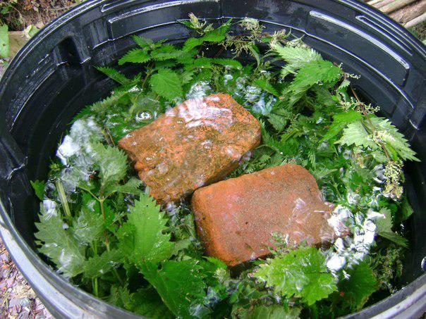 подкормка расстений