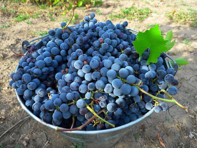 Как ухаживать за молодым виноградом