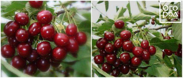 Как вырастить хороший урожай вишни и черешни