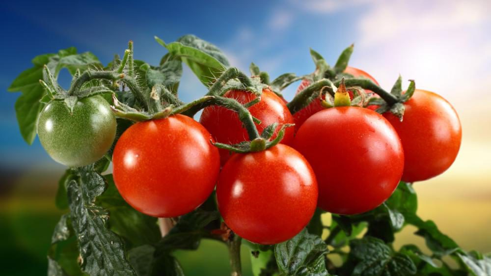 Кефир – защитник томатов от фитофторы