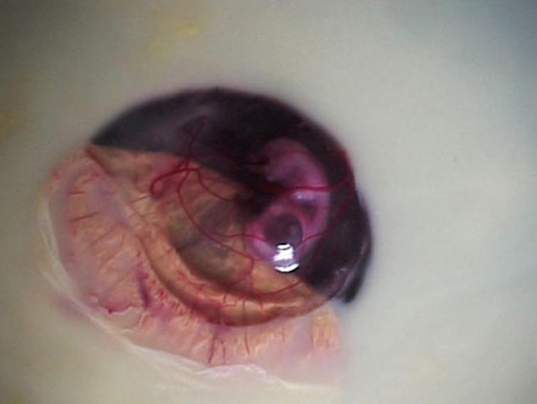 как развивается цыплёнок в яйце, цыплёнок чашка петри