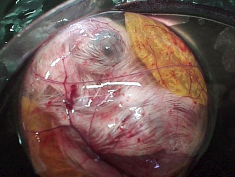 как развивается цыплёнок в яйце, цыплёнок чашка петри