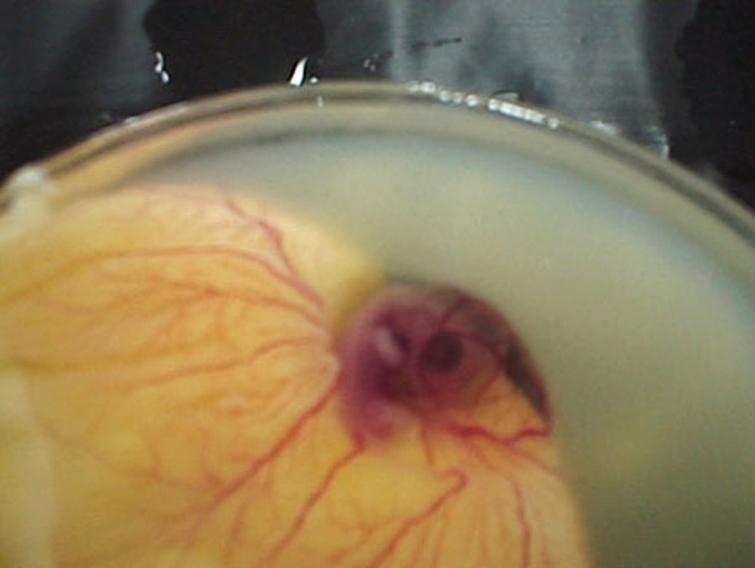 как развивается цыплёнок в яйце, цыплёнок чашка петри