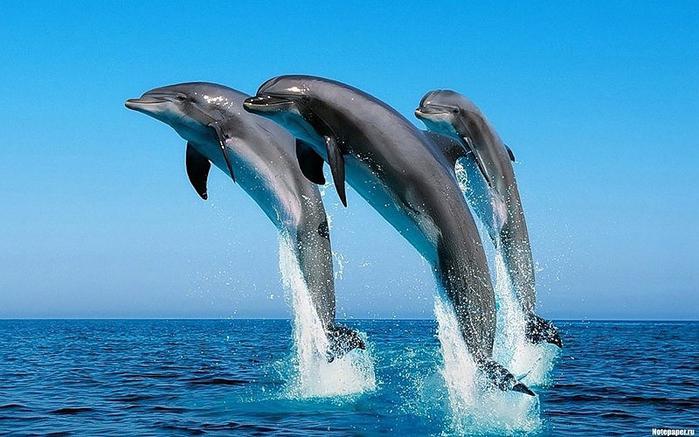 dolphins17 (700x437, 242Kb)