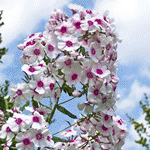 Флокс метельчатый