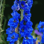 Дельфиниум