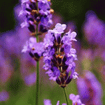 Лаванда узколистная