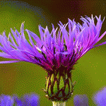 Василек горный