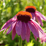 Эхинацея пурпурная