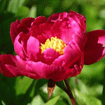 Пион молочноцветковый