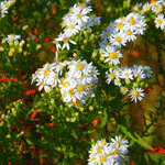 Осенняя астра