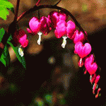 Дицентра великолепная