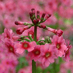 Примула канделябровая