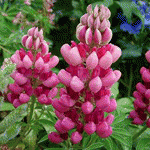 Люпин многолистный