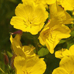 Энотера четырехугольная